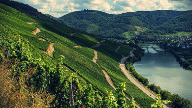 vineyard-mosel-valley1.jpg